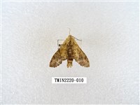 藏品(木舟蛾屬)的圖片